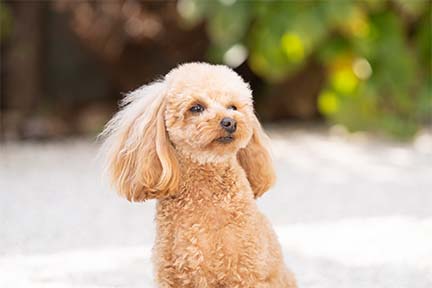 ペットサプリ購入